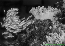 Black and White Reef by Gabriel De Leon Jr 